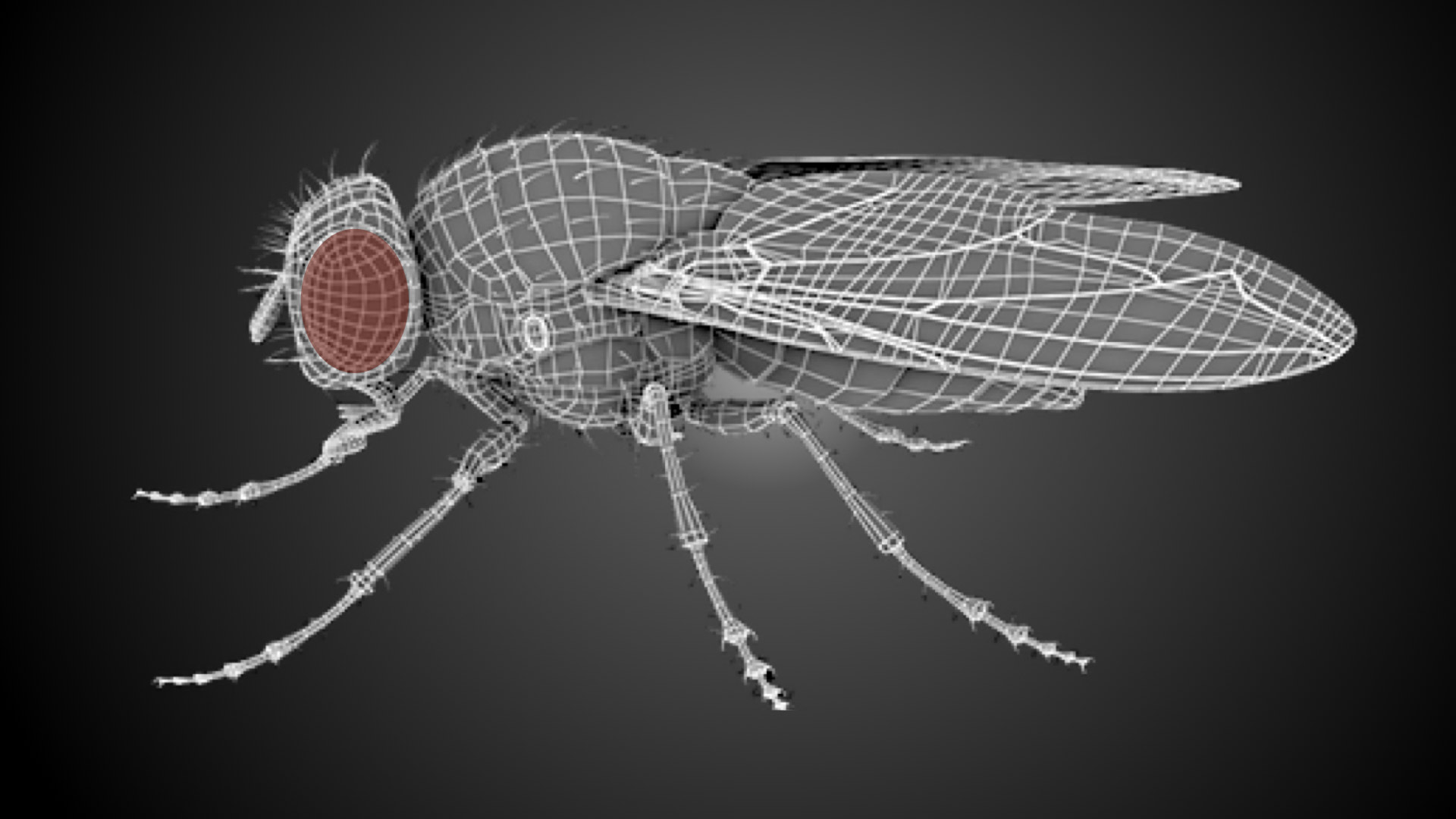 Swiss Drosophila Meeting ‐ EPFL